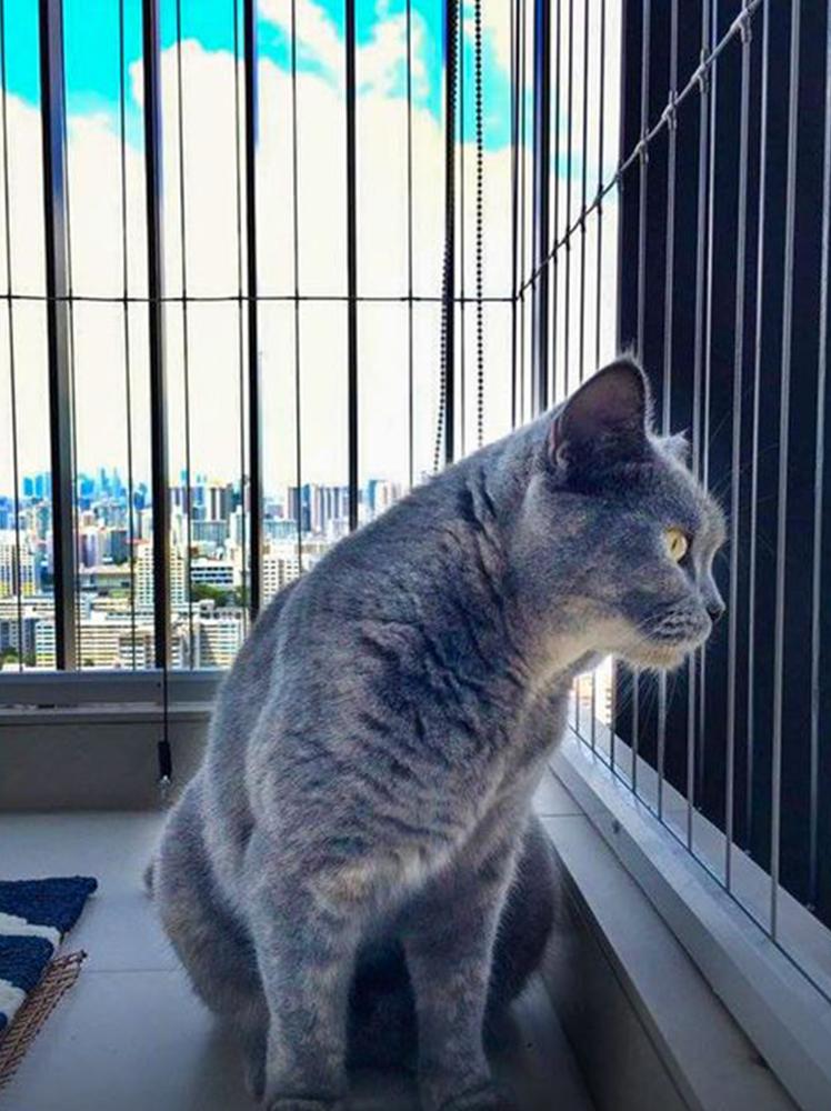 Invisible Grills For Pets